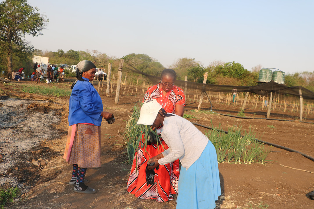 Livelihood Projects